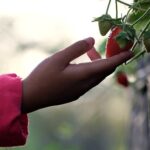 Scorbut : les enfants face à la précarité